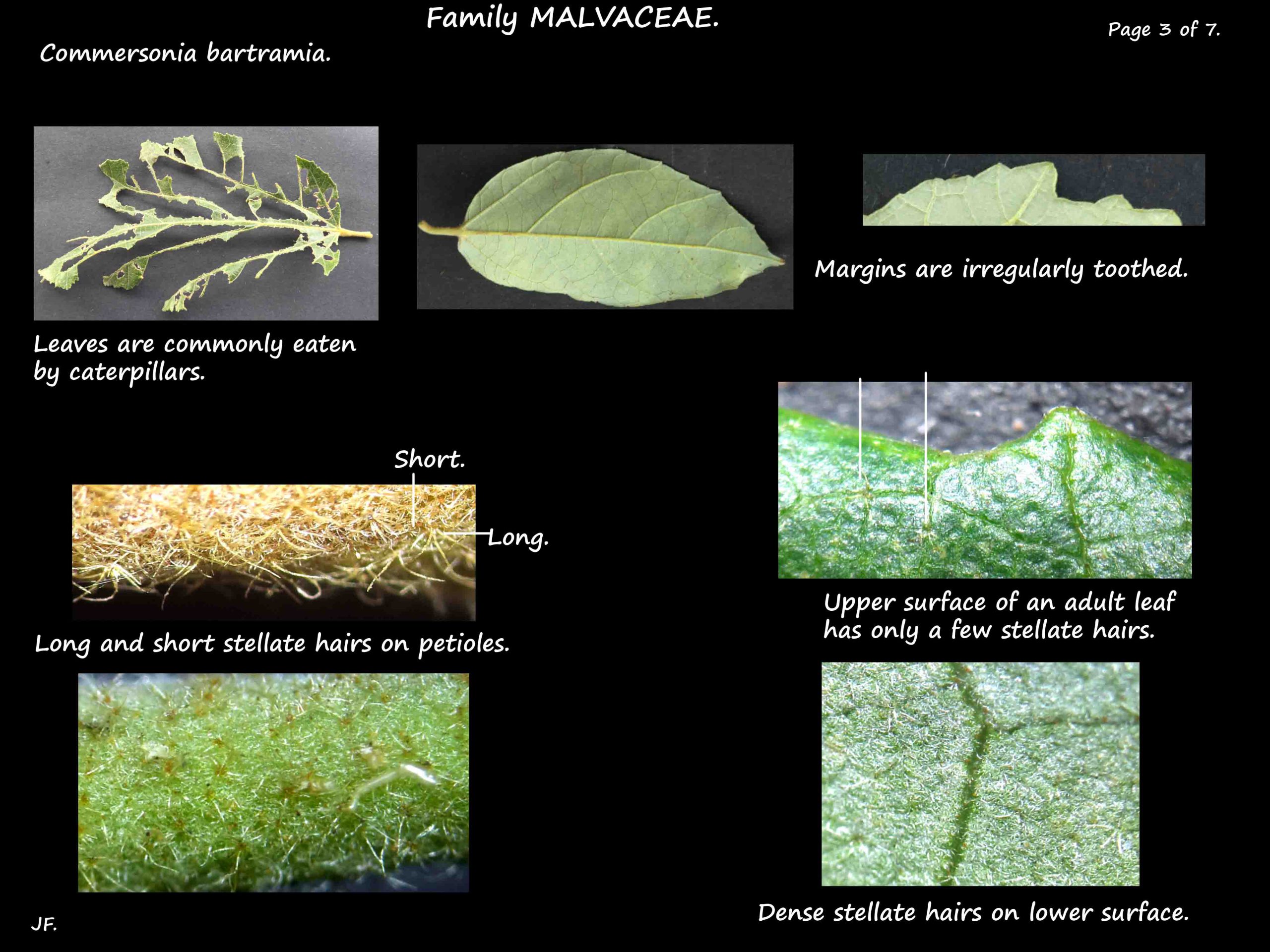 3 Leaf hairs in Commersonia bartramia